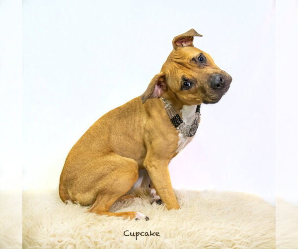 Medium Photo #3 Black Mouth Cur-Unknown Mix Puppy For Sale in Hot Springs Village, AR, USA