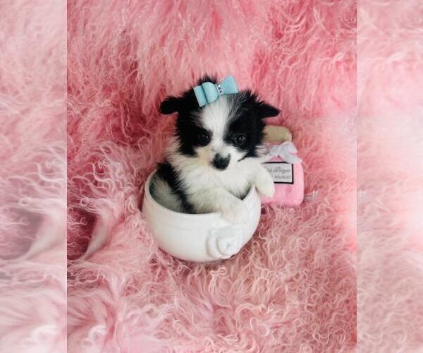 Medium Photo #1 Pomeranian Puppy For Sale in HOLLYWOOD, FL, USA