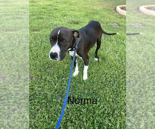 Medium Photo #1 American Pit Bull Terrier-Labrador Retriever Mix Puppy For Sale in Brewster, NY, USA