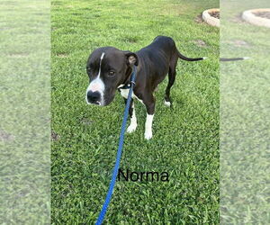 American Pit Bull Terrier-Labrador Retriever Mix Dogs for adoption in Brewster, NY, USA