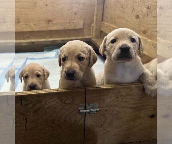 Medium Photo #2 Labrador Retriever Puppy For Sale in WOODBRIDGE, CT, USA