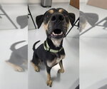 Small #1 Catahoula Leopard Dog Mix