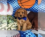 Small Photo #2 Cavapoo Puppy For Sale in NOTTINGHAM, PA, USA