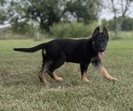 Small #1 German Shepherd Dog