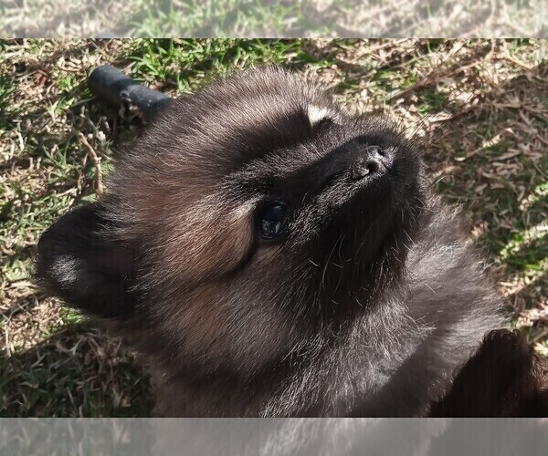 Medium Photo #1 Pomeranian Puppy For Sale in DECATUR, TX, USA