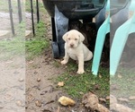 Small Photo #23 Labrador Retriever Puppy For Sale in BANDERA, TX, USA