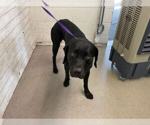 Labrador Retriever-Unknown Mix Dogs for adoption in San Bernardino, CA, USA