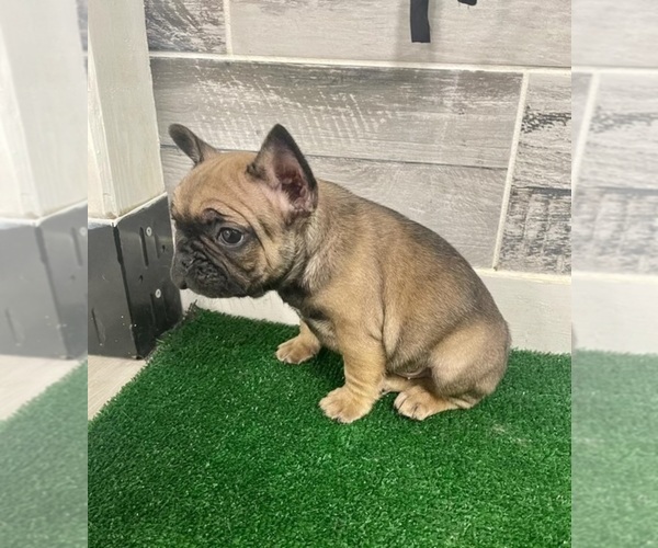Medium Photo #3 French Bulldog Puppy For Sale in MARIETTA, GA, USA