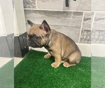Small Photo #3 French Bulldog Puppy For Sale in MARIETTA, GA, USA