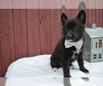 Small Photo #5 Pomsky Puppy For Sale in HONEY BROOK, PA, USA