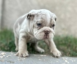 Small Photo #16 English Bulldog Puppy For Sale in BEAVERTON, OR, USA