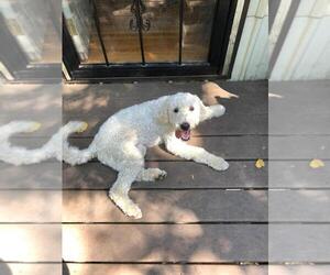 Australian Labradoodle-Unknown Mix Puppy for sale in SAINT CLOUD, MN, USA