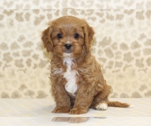 Cavapoo Puppy for sale in DENVER, PA, USA