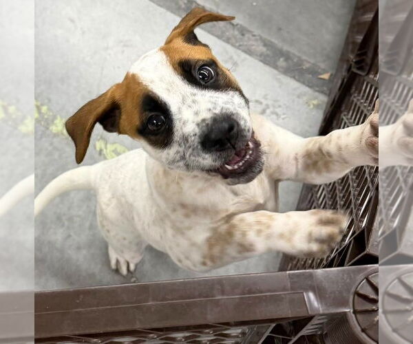 Medium Photo #3 American Pit Bull Terrier-Unknown Mix Puppy For Sale in Minneapolis, MN, USA