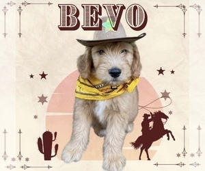 Golden Mountain Doodle Puppy for sale in SAN ANTONIO, TX, USA