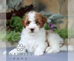 Small #2 Goldendoodle (Miniature)
