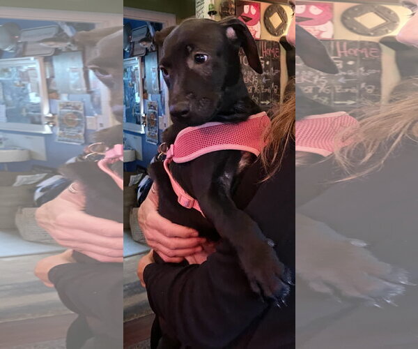 Medium Photo #8 Catahoula Leopard Dog-Unknown Mix Puppy For Sale in Sanford, FL, USA