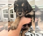 Small Photo #42 Aussiedoodle Puppy For Sale in LONGWOOD, FL, USA