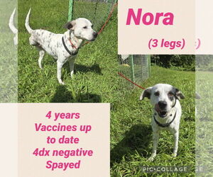 Labrador Retriever-Unknown Mix Dogs for adoption in Virginia Beach, VA, USA