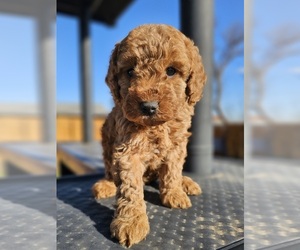 Poodle (Miniature) Puppy for sale in INDIAHOMA, OK, USA