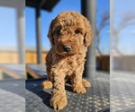 Small Photo #1 Poodle (Miniature) Puppy For Sale in INDIAHOMA, OK, USA