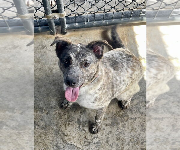 Medium Photo #14 Mutt Puppy For Sale in Bolivar, MO, USA