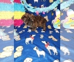 Small Photo #8 Yorkshire Terrier Puppy For Sale in LAPEER, MI, USA