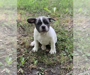 French Bulldog Puppy for sale in KIMBALL, MN, USA