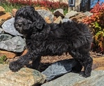 Small Photo #2 Aussiedoodle Miniature  Puppy For Sale in PLACERVILLE, CA, USA