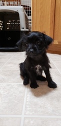 YorkiePoo-YorkiePoo Mix Puppy for sale in LAKEVILLE, MN, USA