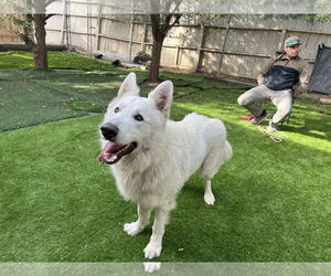 German Shepherd Dog Dogs for adoption in San Diego, CA, USA