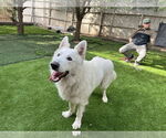 Small German Shepherd Dog