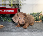 Small #1 Dachshund