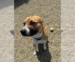 Small American Pit Bull Terrier Mix