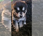 Small Photo #3 Alaskan Malamute Puppy For Sale in MIDWEST CITY, OK, USA