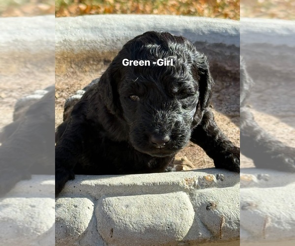 Medium Photo #1 Goldendoodle Puppy For Sale in BLUE RAPIDS, KS, USA