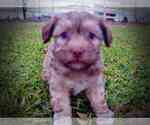 Small Photo #3 Havanese Puppy For Sale in MARSHFIELD, MO, USA
