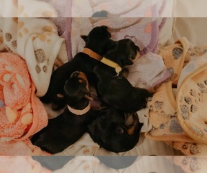 Yorkshire Terrier Puppy for sale in ONTARIO, CA, USA