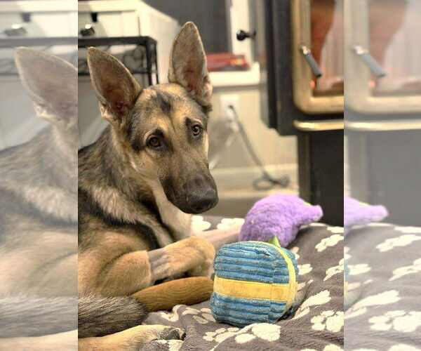 Medium Photo #1 German Shepherd Dog Puppy For Sale in Boonton, NJ, USA