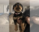 Small #3 Rottweiler