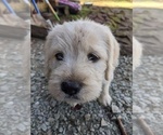 Small Photo #5 Labradoodle Puppy For Sale in BAHAMA, NC, USA
