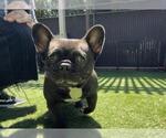 Small French Bulldog