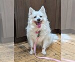 Small Photo #2 American Eskimo Dog Puppy For Sale in St. Louis Park, MN, USA