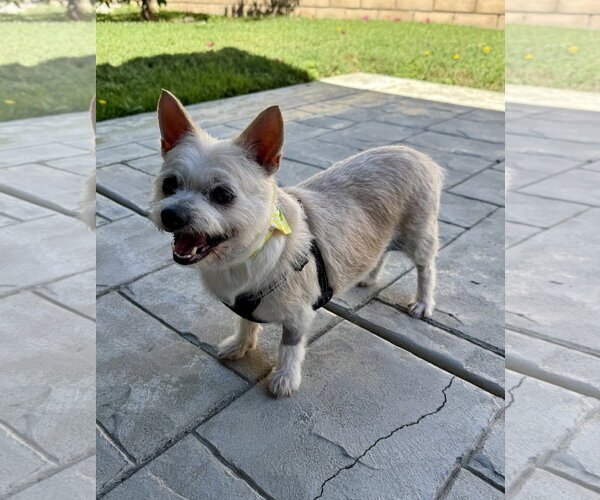 Medium Photo #2 Chihuahua-Unknown Mix Puppy For Sale in Mission Viejo, CA, USA