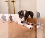 Small Australian Shepherd Mix