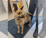 Perdita - Female Mutt Dog for Adoption - Small photo