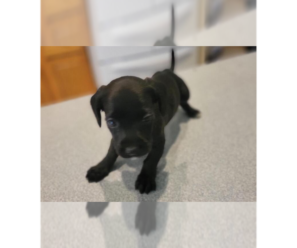 Medium Photo #7 Doxle Puppy For Sale in Aurora, IN, USA