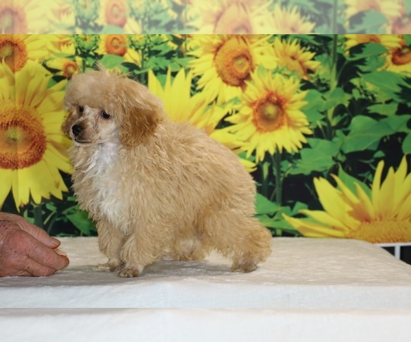Medium Photo #28 Poodle (Toy) Puppy For Sale in DYERSBURG, TN, USA
