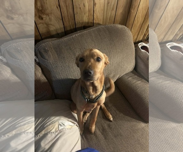 Medium Photo #4 Mutt Puppy For Sale in Holly Springs, NC, USA