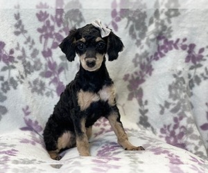 Poodle (Miniature) Puppy for sale in LAKELAND, FL, USA